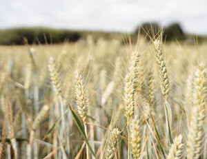欢娱游戏平台-一声叹息!29岁阿里穷途末路考虑退役 巅峰期身价高达1亿欧元,阿里身价多少